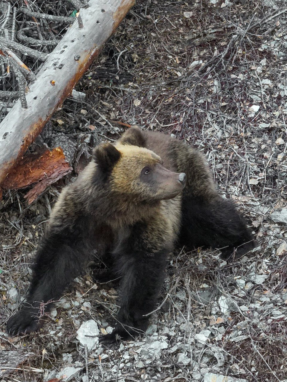 В Алтайском заповеднике выходят из спячки медведи 