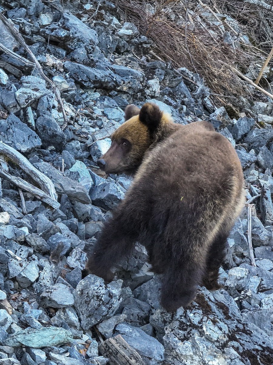 В Алтайском заповеднике выходят из спячки медведи 