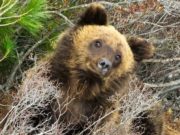 В Алтайском заповеднике выходят из спячки медведи В Алтайском заповеднике выходят из спячки медведи