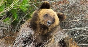 В Алтайском заповеднике выходят из спячки медведи