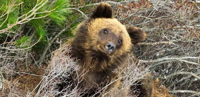 В Алтайском заповеднике выходят из спячки медведи