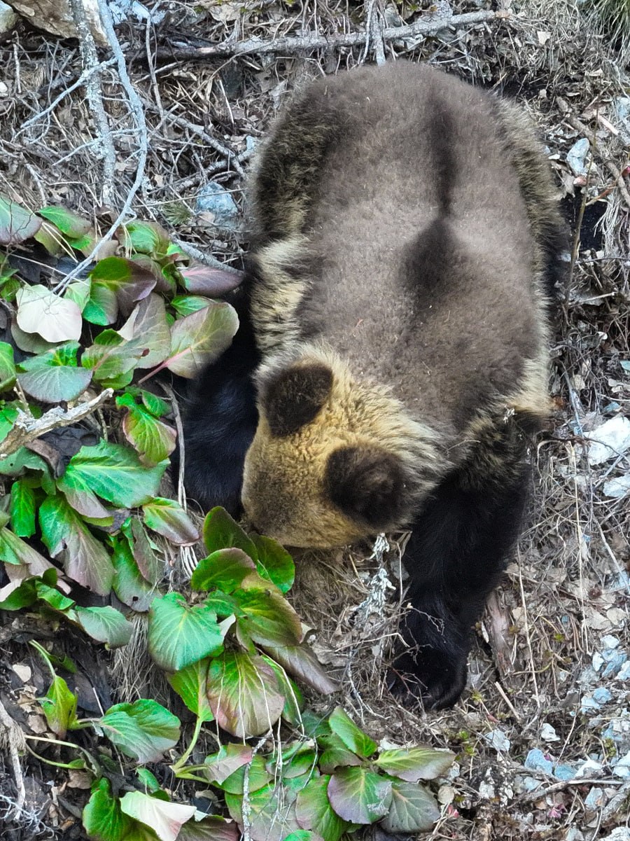 В Алтайском заповеднике выходят из спячки медведи 