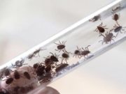 На Алтае клещи покусали уже более 350 человек На Алтае клещи покусали уже более 350 человек
