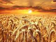 Фазы развития озимой пшеницы