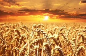 Фазы развития озимой пшеницы