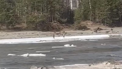 В районе Соузги заметили подростка, который решил поплавать на льдине по Катуни 