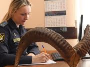 Конфискованные рога архара передадут в Санкт-Петербург Конфискованные рога архара передадут в Санкт-Петербург