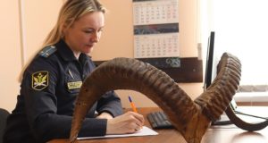 Конфискованные рога архара передадут в Санкт-Петербург Конфискованные рога архара передадут в Санкт-Петербург