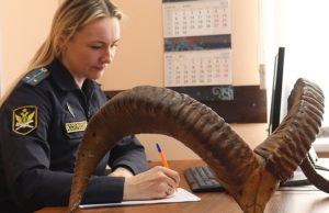 Конфискованные рога архара передадут в Санкт-Петербург Конфискованные рога архара передадут в Санкт-Петербург