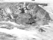 Снежные барсы разгрызли очередную фотоловушку в Сайлюгемском нацпарке Снежные барсы разгрызли очередную фотоловушку в Сайлюгемском нацпарке