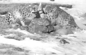 Снежные барсы разгрызли очередную фотоловушку в Сайлюгемском нацпарке Снежные барсы разгрызли очередную фотоловушку в Сайлюгемском нацпарке