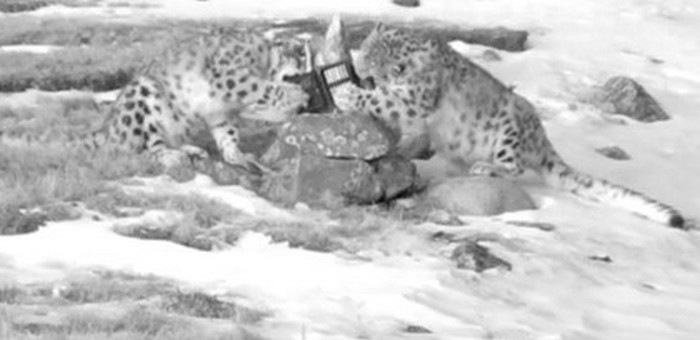 Снежные барсы разгрызли очередную фотоловушку в Сайлюгемском нацпарке