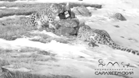 Снежные барсы разгрызли очередную фотоловушку в Сайлюгемском нацпарке 