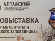 В Горно-Алтайске открылась выставка, приуроченная ко Всемирному дню птиц В Горно-Алтайске открылась выставка, приуроченная ко Всемирному дню птиц