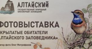 В Горно-Алтайске открылась выставка, приуроченная ко Всемирному дню птиц