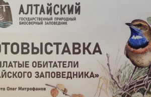 В Горно-Алтайске открылась выставка, приуроченная ко Всемирному дню птиц В Горно-Алтайске открылась выставка, приуроченная ко Всемирному дню птиц
