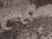 На хребте Сайлюгем заметили самку снежного барса с котятами На хребте Сайлюгем заметили самку снежного барса с котятами