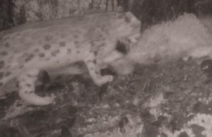 На хребте Сайлюгем заметили самку снежного барса с котятами На хребте Сайлюгем заметили самку снежного барса с котятами