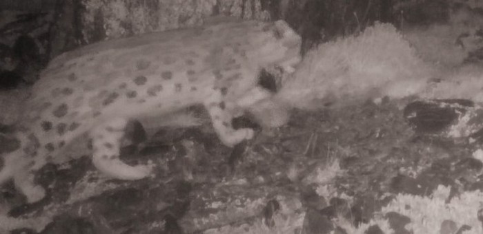 На хребте Сайлюгем заметили самку снежного барса с котятами