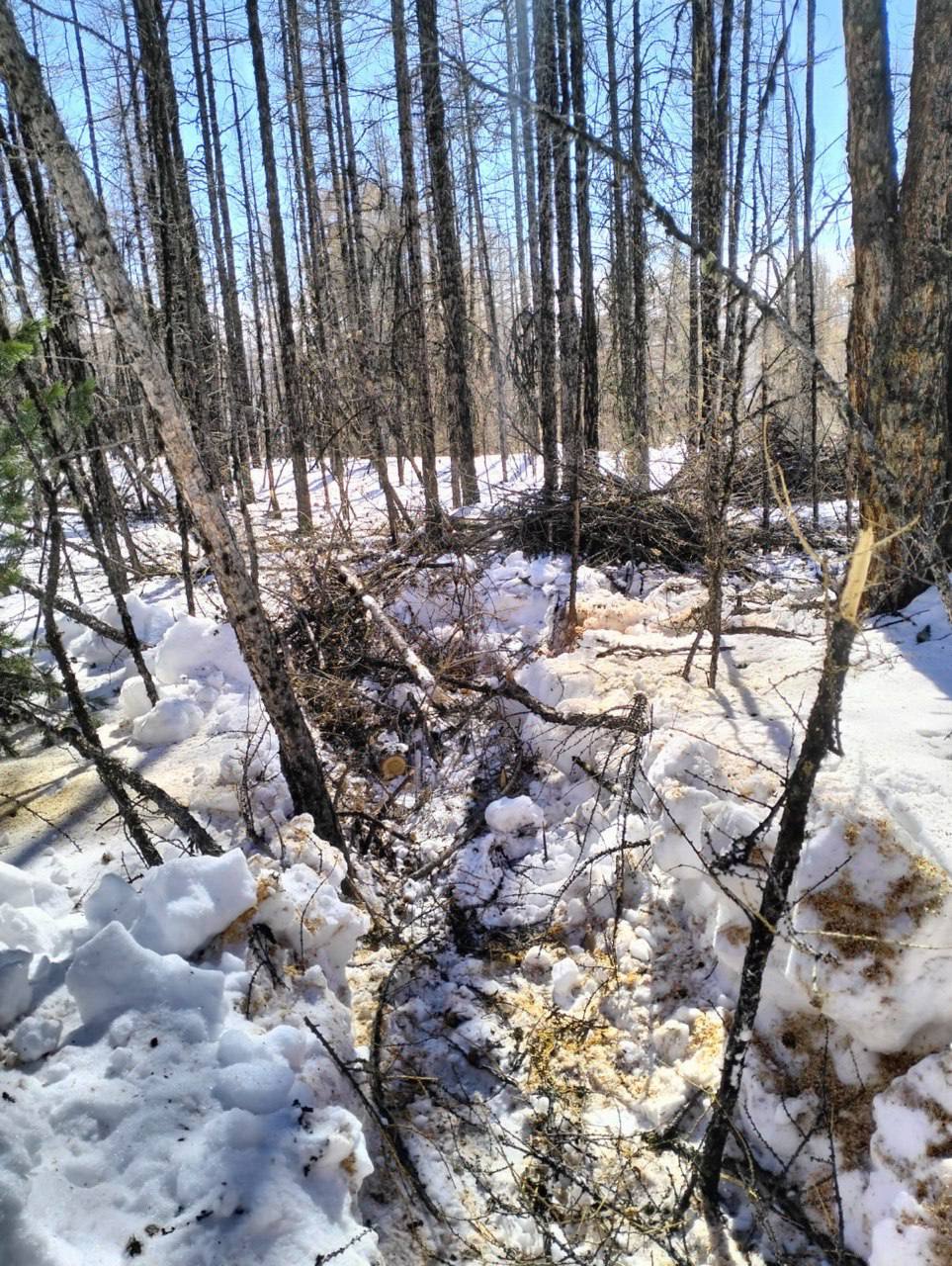 В Кош-Агачском районе незаконно срубили лиственницы на 577,6 тыс. рублей