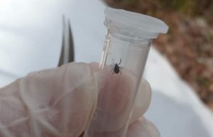На Алтае растет число пострадавших от укусов клещей Клещи на Алтае все еще активны и опасны