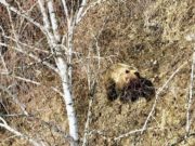 В Алтайском заповеднике сфотографировали медведя, занятого охотой на кабанов В Алтайском заповеднике сфотографировали медведя, занятого охотой на кабанов