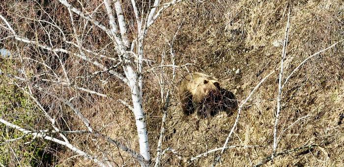 В Алтайском заповеднике сфотографировали медведя, занятого охотой на кабанов