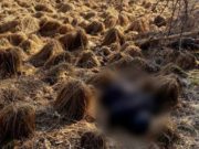 Житель Тюмени, пропавший на Алтае, мог погибнуть из-за переохлаждения Житель Тюмени, пропавший на Алтае, мог погибнуть из-за переохлаждения
