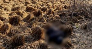 Житель Тюмени, пропавший на Алтае, мог погибнуть из-за переохлаждения