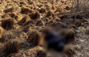 Житель Тюмени, пропавший на Алтае, мог погибнуть из-за переохлаждения