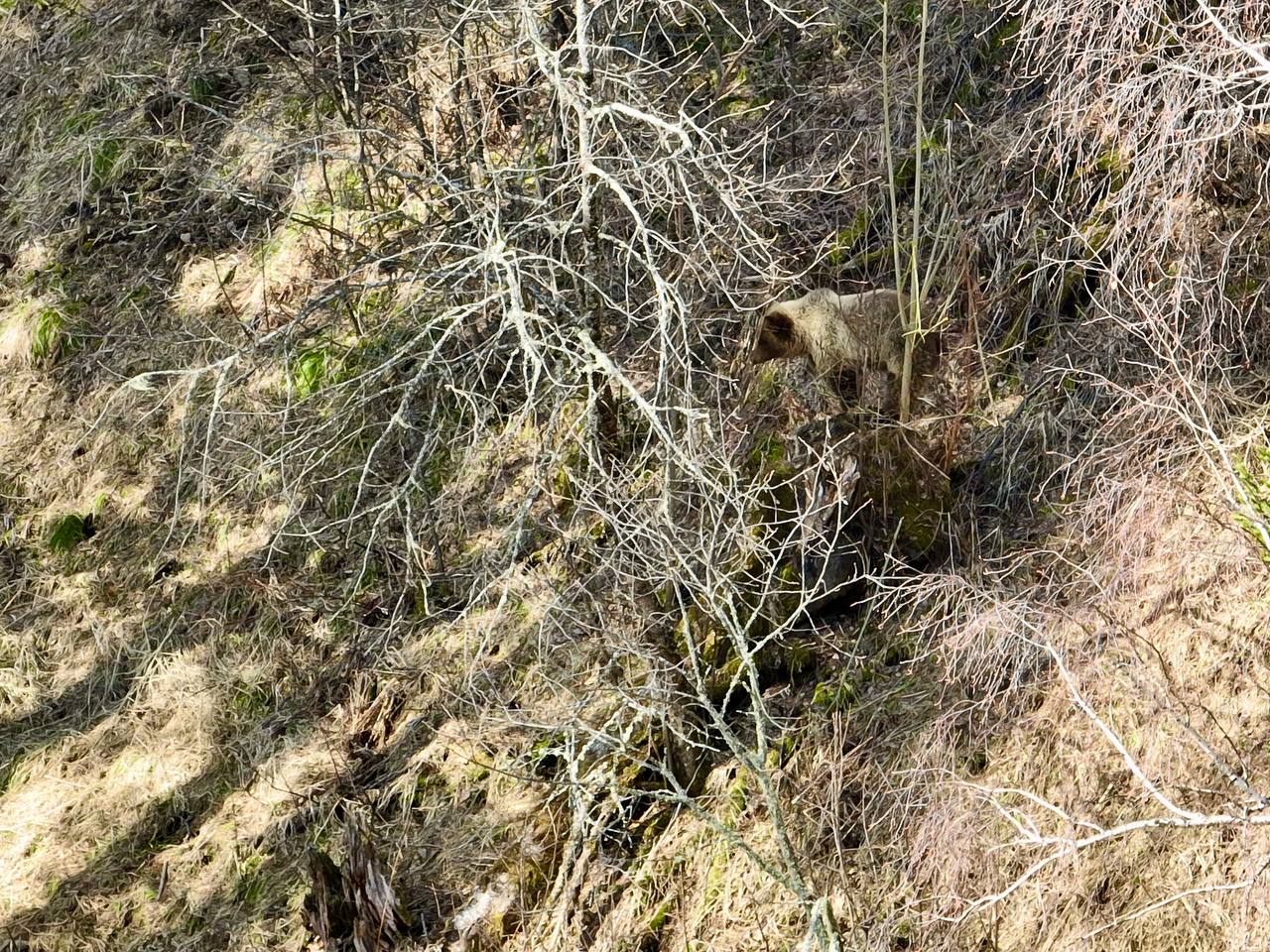 В Алтайском заповеднике сфотографировали медведя, занятого охотой на кабанов 