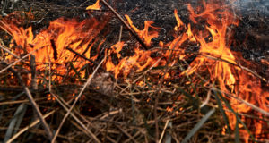 В Республике Алтай с начала сезона произошло десять лесных пожаров
