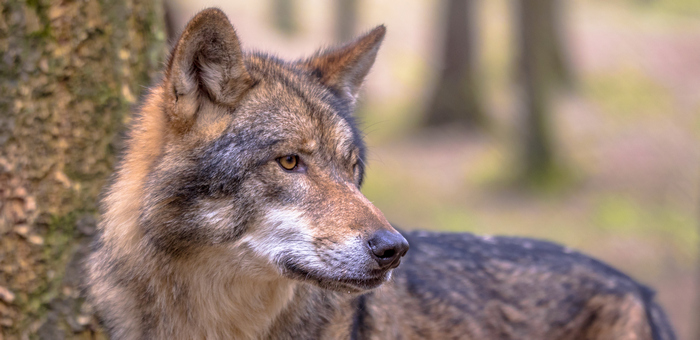 Численность волков регулируют в Кош-Агачском районе