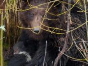 В прителецкой тайге сфотографировали медведицу с крохотными медвежатами В прителецкой тайге сфотографировали медведицу с крохотными медвежатами