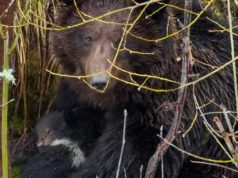 В прителецкой тайге сфотографировали медведицу с крохотными медвежатами