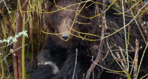 В прителецкой тайге сфотографировали медведицу с крохотными медвежатами