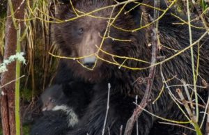 В прителецкой тайге сфотографировали медведицу с крохотными медвежатами В прителецкой тайге сфотографировали медведицу с крохотными медвежатами