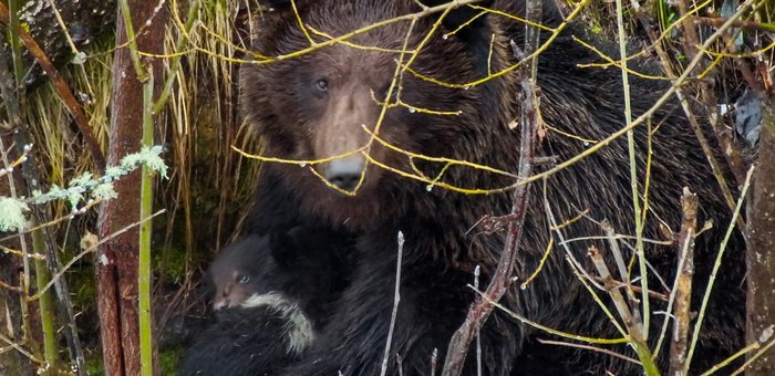 В прителецкой тайге сфотографировали медведицу с крохотными медвежатами