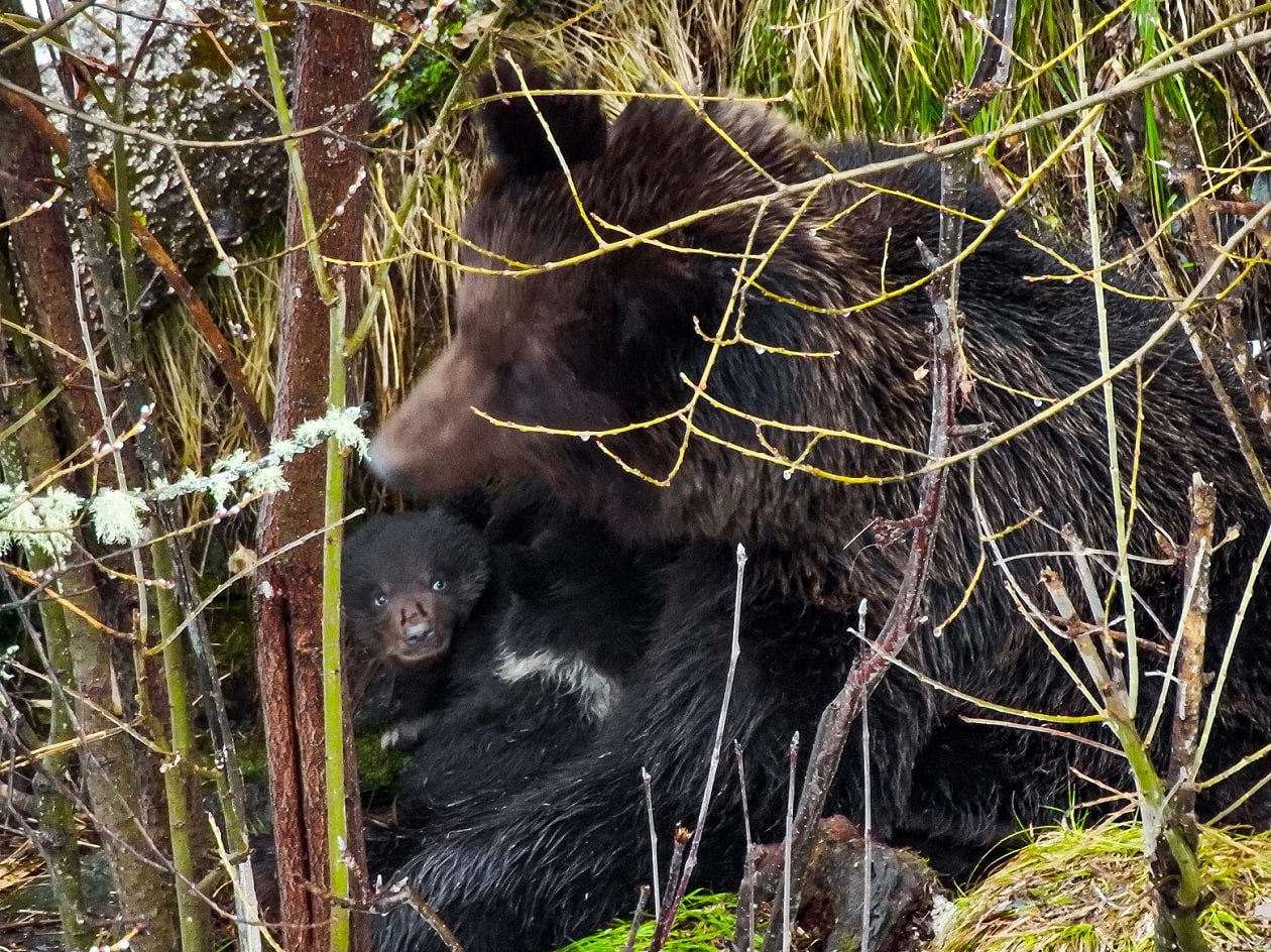 В прителецкой тайге сфотографировали медведицу с крохотными медвежатами 