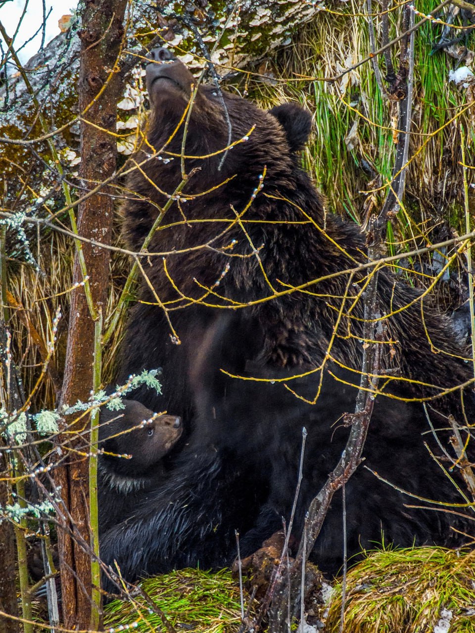 В прителецкой тайге сфотографировали медведицу с крохотными медвежатами 