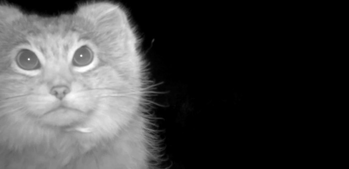 Ночная жизнь манула в Сайлюгемском парке