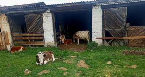 «Штрафстоянку» для сельхозживотных открыли в Шебалино