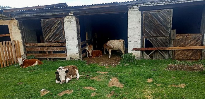 «Штрафстоянку» для сельхозживотных открыли в Шебалино