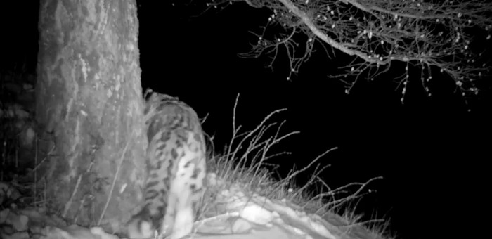 Семейку снежных барсов сняла фотоловушка в долине реки Аргут