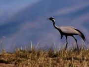 Журавли-красавки прилетают в Кош-Агачский район