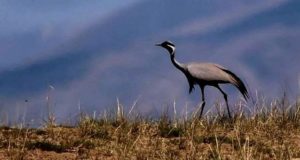 Журавли-красавки прилетают в Кош-Агачский район