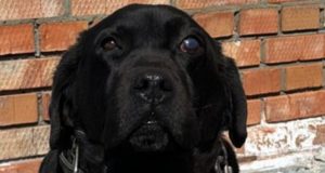 На Алтае полицейские-кинологи ищут нового хозяина для служебного лабрадора На Алтае полицейские-кинологи ищут нового хозяина для служебного лабрадора