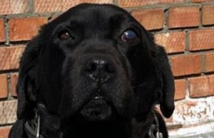 На Алтае полицейские-кинологи ищут нового хозяина для служебного лабрадора