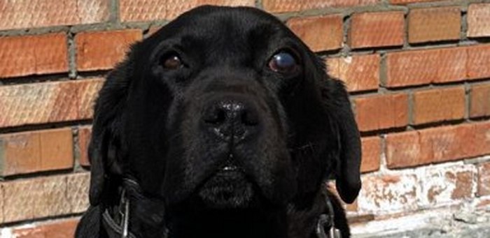 На Алтае полицейские-кинологи ищут нового хозяина для служебного лабрадора