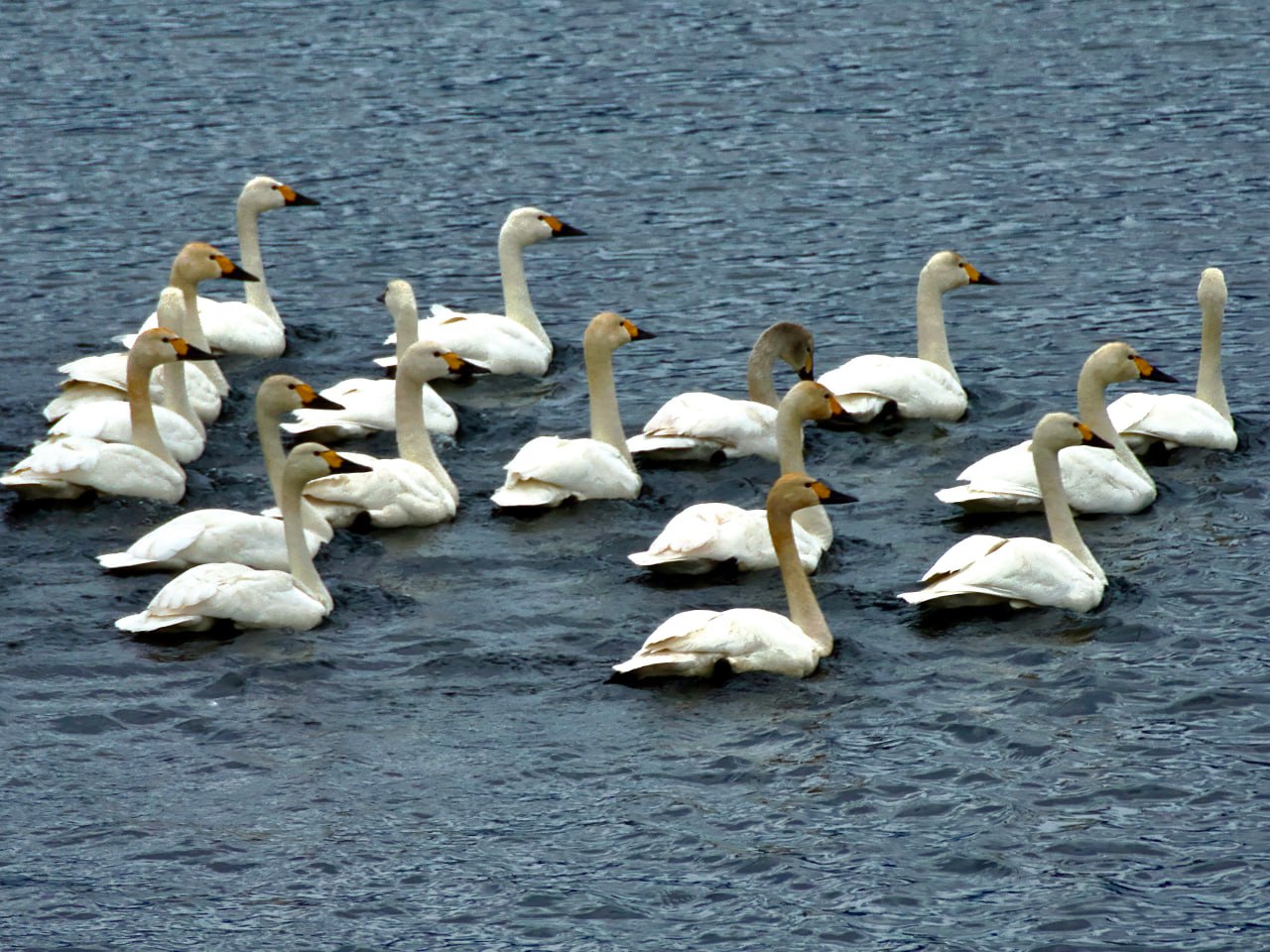 На Телецком озере заметили малых лебедей 